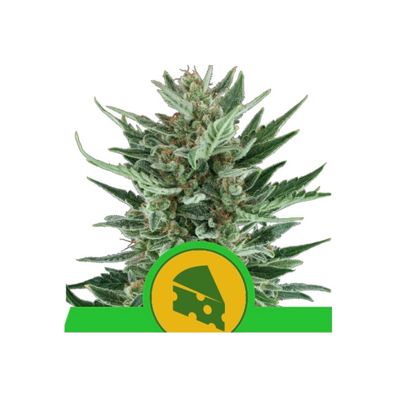 Royal Cheese Auto de Royal Queen