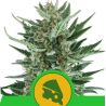 Royal Cheese Auto de Royal Queen