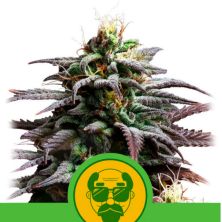 Granddaddy Purple Auto de Royal Queen