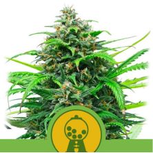 Pink Runtz Auto de Royal Queen
