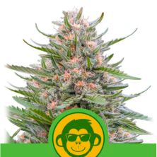 Grape Ape Auto de Royal Queen