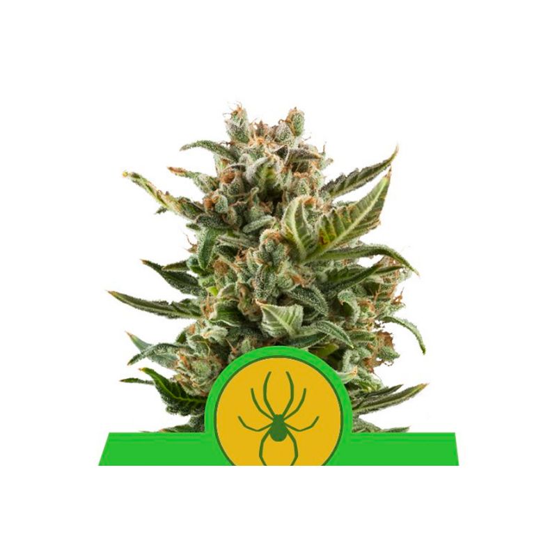 White Widow Auto de Royal Queen