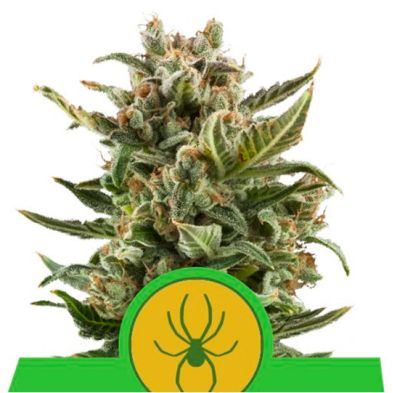 White Widow Auto de Royal Queen