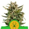 White Widow Auto de Royal Queen