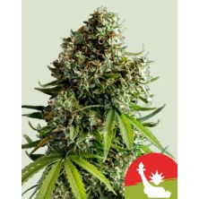 NYC Sour D Auto de Royal Queen