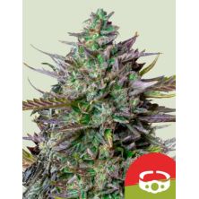 Goat´lato Auto de Royal Queen