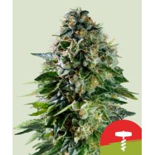 Corkscrew Auto de Royal Queen