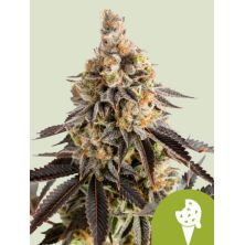 Cookies Gelato Auto de Royal Queen