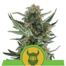Royal Dwarf Auto de Royal Queen