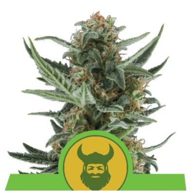 Royal Dwarf Auto de Royal Queen