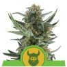 Royal Dwarf Auto de Royal Queen