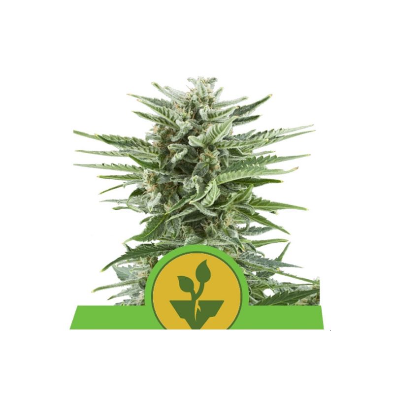 Easy Bud Auto de Royal Queen