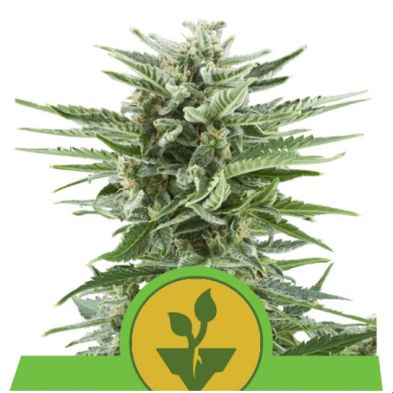 Easy Bud Auto de Royal Queen