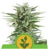 Easy Bud Auto de Royal Queen