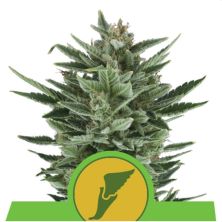 Quick One Auto de Royal Queen