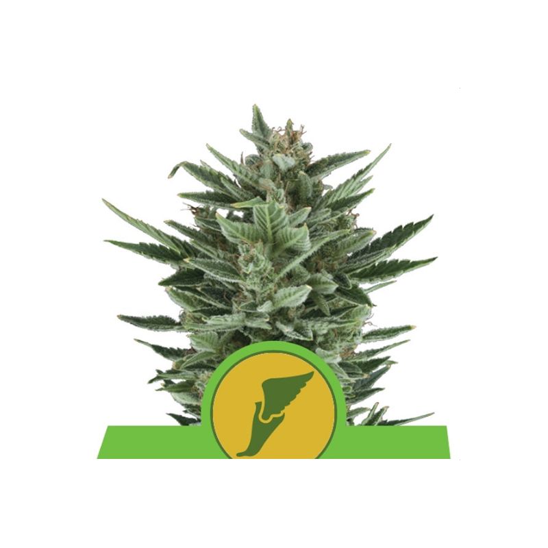 Quick One Auto de Royal Queen