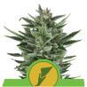 Quick One Auto de Royal Queen