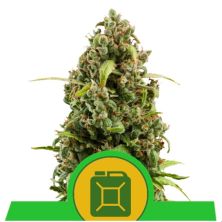 Diesel Auto de Royal Queen