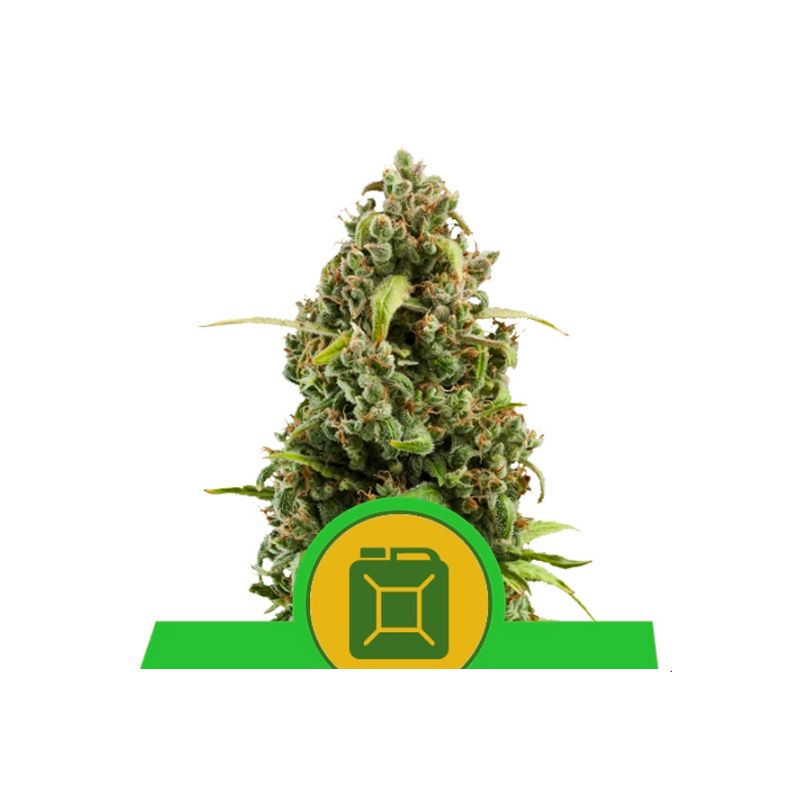 Diesel Auto de Royal Queen
