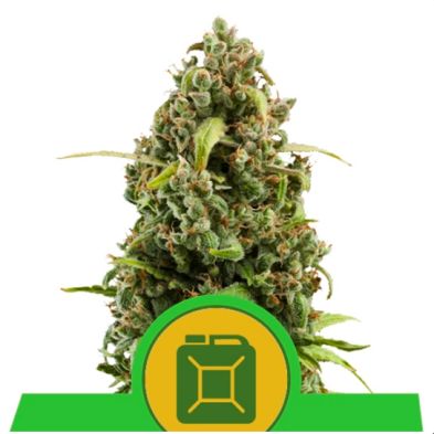 Diesel Auto de Royal Queen