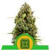 Diesel Auto de Royal Queen
