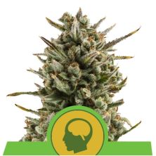 Amnesia Haze Auto de Royal Queen Seeds