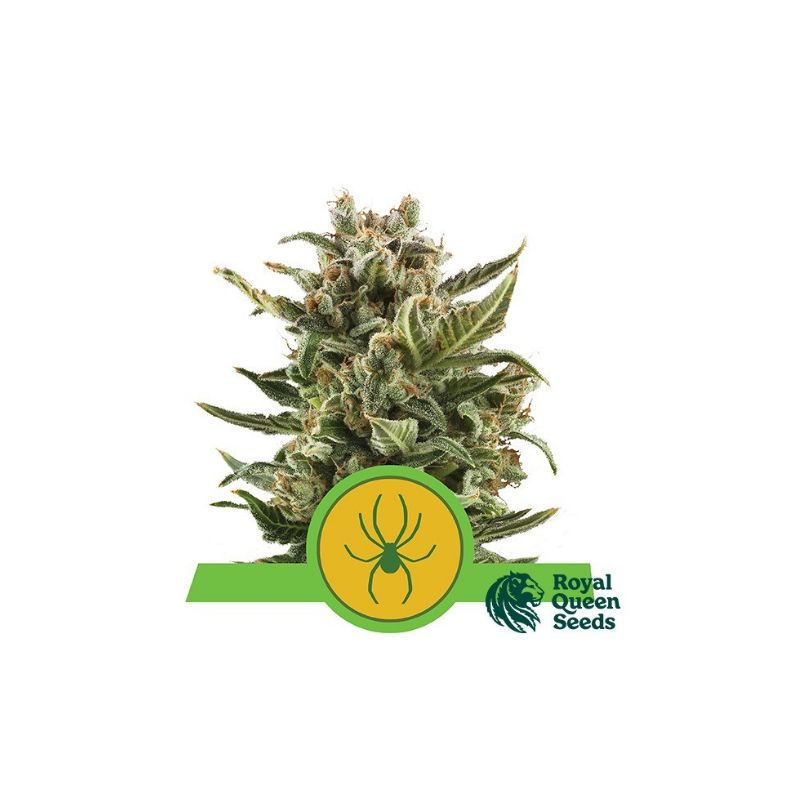 Royal Jack Auto de Royal Queen