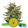 Royal Jack Auto de Royal Queen