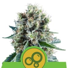 Royal Kush Auto de Royal Queen
