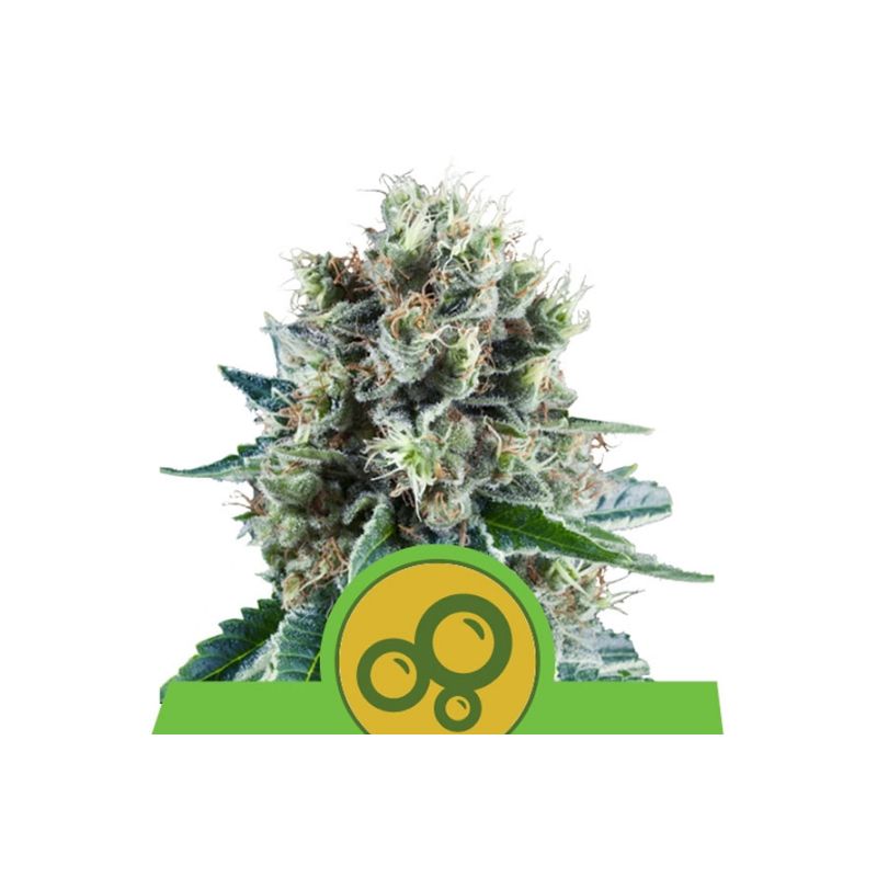 Royal Kush Auto de Royal Queen