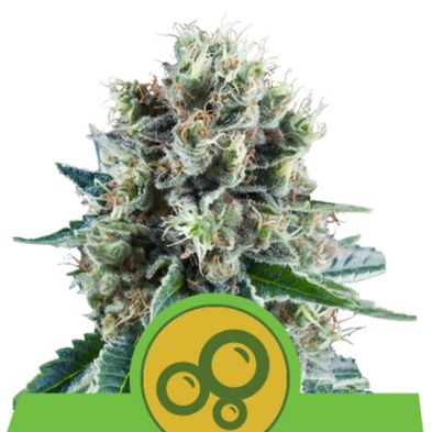 Royal Kush Auto de Royal Queen