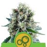 Royal Kush Auto de Royal Queen