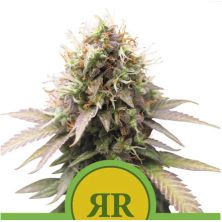 Royal Runtz Auto de Royal Queen