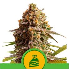 Wedding Cake Auto de Royal Queen