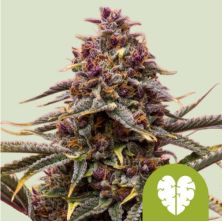 Pink Mist Auto de Royal Queen