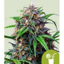 Purple Lemonade Auto de Royal Queen