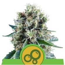 Bubble Kush Auto de Royal Queen