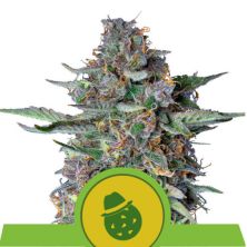 Dosidos Auto de Royal Queen