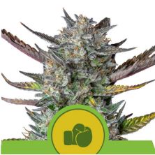 Purple Punch Auto de Royal Queen