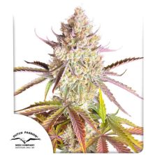 Fruit Bomb Punch de Dutch Passion