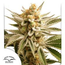 Lemon Z de Dutch Passion