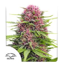 Frisian Dew de Dutch Passion
