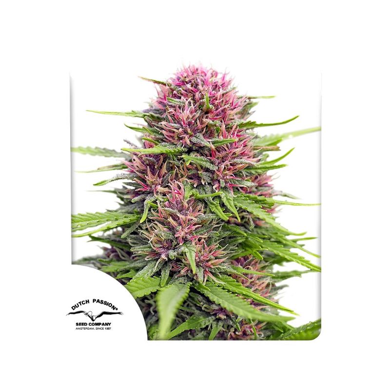 Frisian Dew de Dutch Passion
