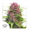 Frisian Dew de Dutch Passion