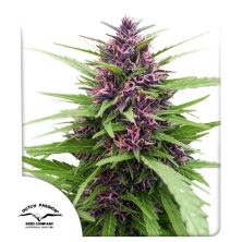 Shaman de Dutch Passion