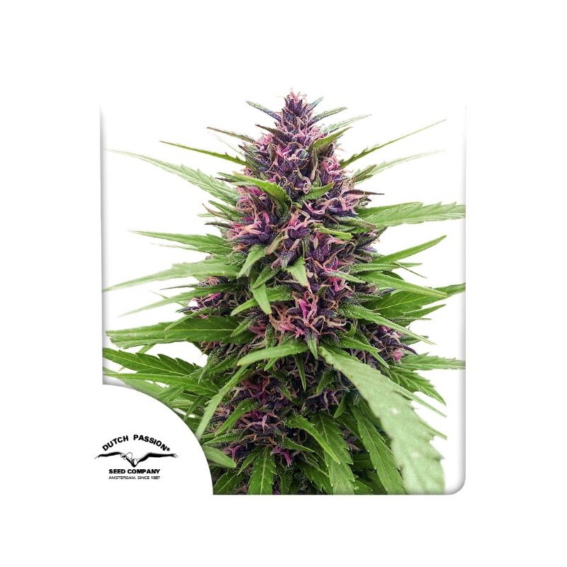 Shaman de Dutch Passion