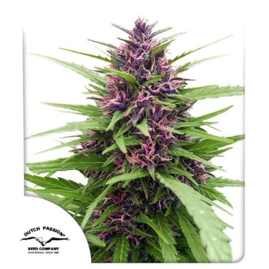 Shaman de Dutch Passion