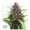 Shaman de Dutch Passion