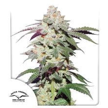 Skywalker Haze de Dutch Passion