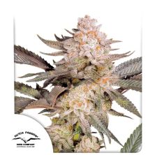 Orange Bud 2.0 de Dutch Passion